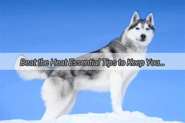 Beat the Heat Essential Tips to Keep Your Furry Friend Cool This Summer